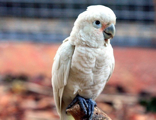 solomons cockatoo lifespan