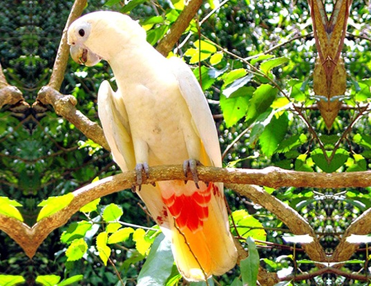 cockatoo pet life span