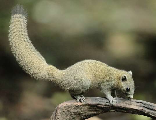 GRAY-BELLIED SQUIRREL LIFE EXPECTANCY