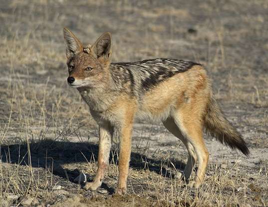 SIDE-STRIPED JACKAL LIFE EXPECTANCY