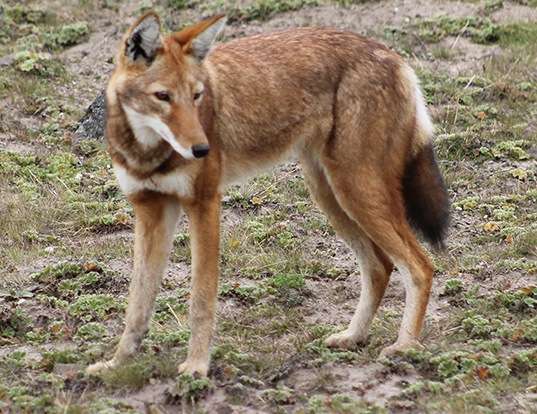 ETHIOPIAN WOLF LIFE EXPECTANCY