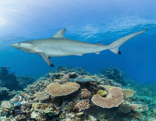 Spottail Shark (Carcharhinus sorrah) | Shark fishing, Species of sharks ...