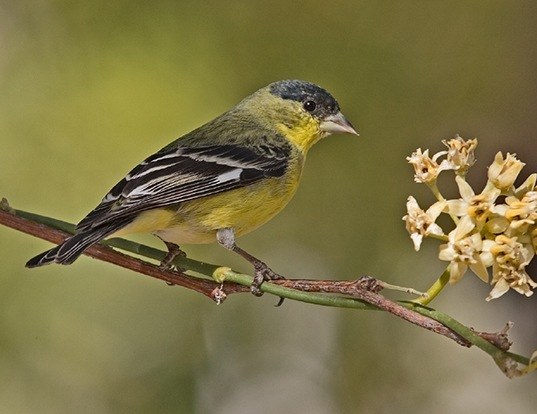 AMERICAN GOLDFINCH LIFE EXPECTANCY