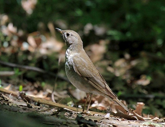 GRAY-CHEEKED THRUSH LIFE EXPECTANCY