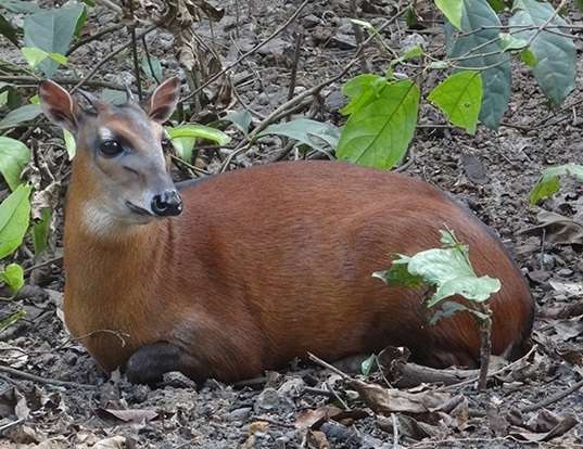 Red-flanked duiker (Cephalophus rufilatus) - Quick facts