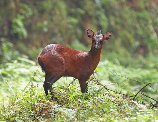 Red-flanked duiker - Wikipedia