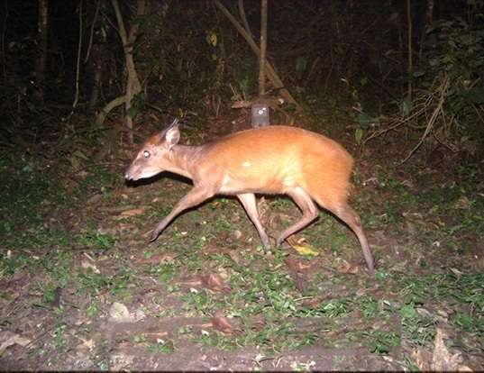 Red-flanked duiker (Cephalophus rufilatus) - Quick facts