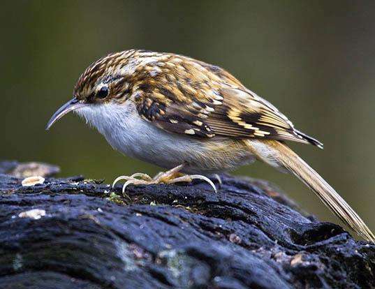 TREE CREEPER definition in American English