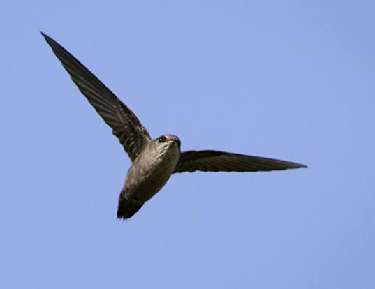 CHIMNEY SWIFT LIFE EXPECTANCY