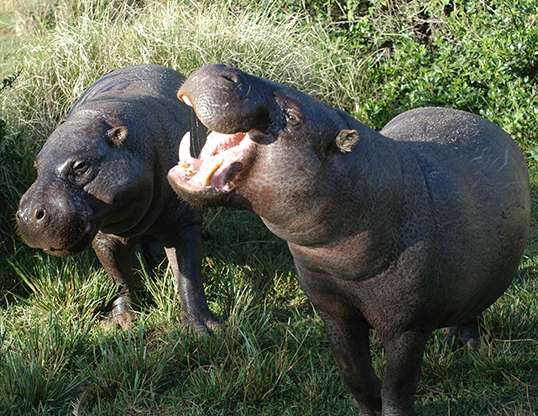 PYGMY HIPPOPOTAMUS LIFE EXPECTANCY