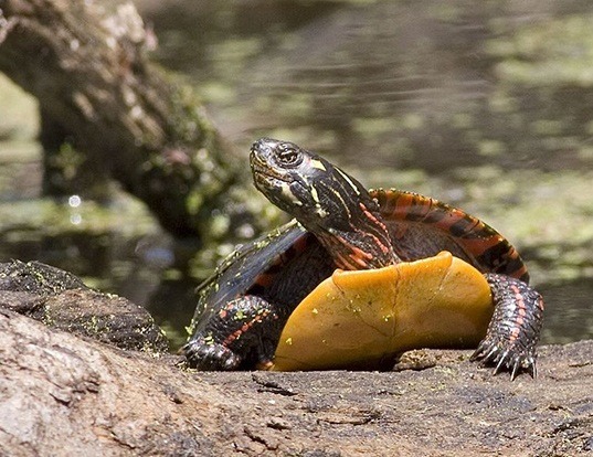 painted-turtle-life-expectancy