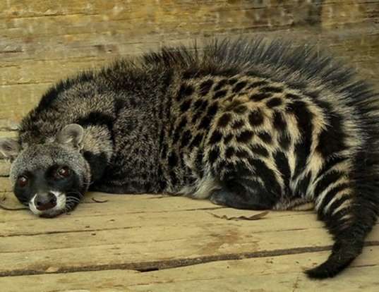 MALAY CIVET LIFE EXPECTANCY