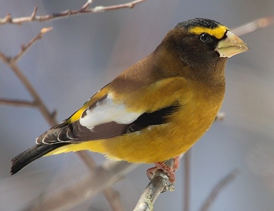 ESPERANZA DE VIDA DE LOS EVENING GROSBEAK