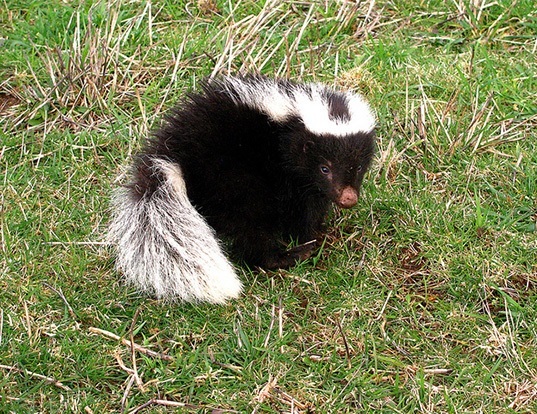 EASTERN SPOTTED SKUNK LIFE EXPECTANCY