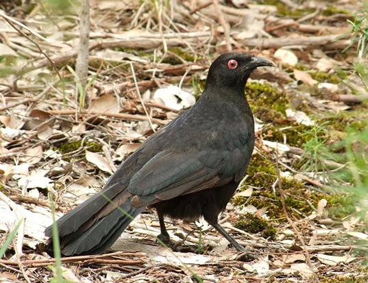 WHITE-WINGED CHOUGH LIFE EXPECTANCY