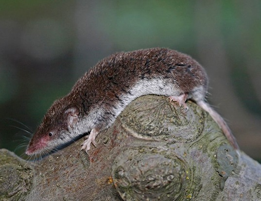 SMOKY SHREW LIFE EXPECTANCY