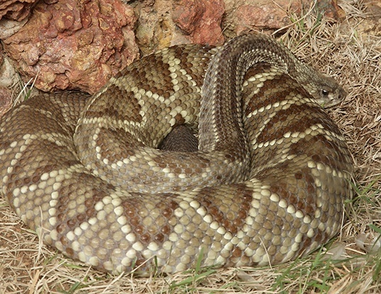 Mexican Horned Pit Viper Life Expectancy