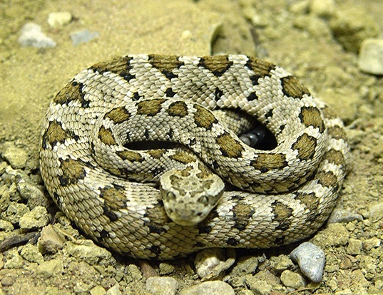 LOWER CALIFORNIA RATTLESNAKE LIFE EXPECTANCY