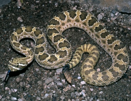 PRAIRIE RATTLESNAKE LIFE EXPECTANCY