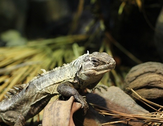 UTILA SPINY-TAILED IGUANA LIFE EXPECTANCY