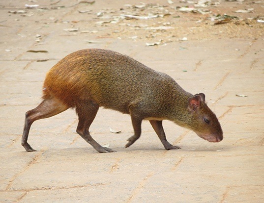 Azara S Agouti Life Expectancy