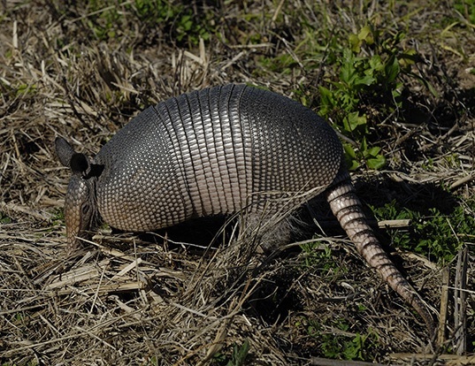 NINE-BANDED ARMADILLO LIFE EXPECTANCY