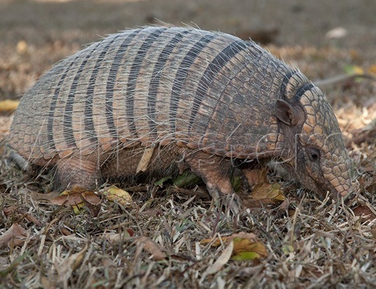 BRAZILIAN LESSER LONG-NOSED ARMADILLO LIFE EXPECTANCY