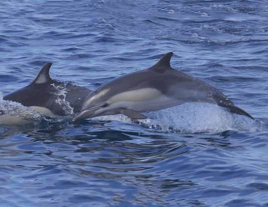 SHORT-BEAKED COMMON DOLPHIN LIFE EXPECTANCY