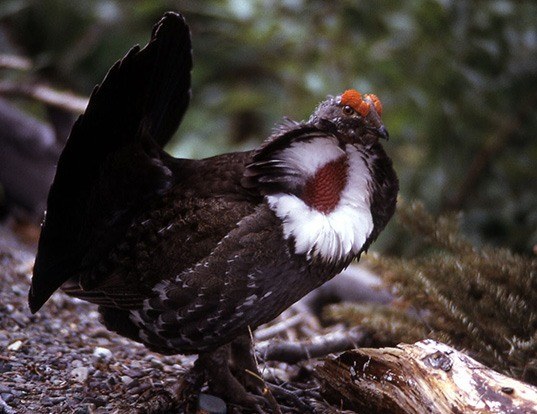 SAGE GROUSE LIFE EXPECTANCY