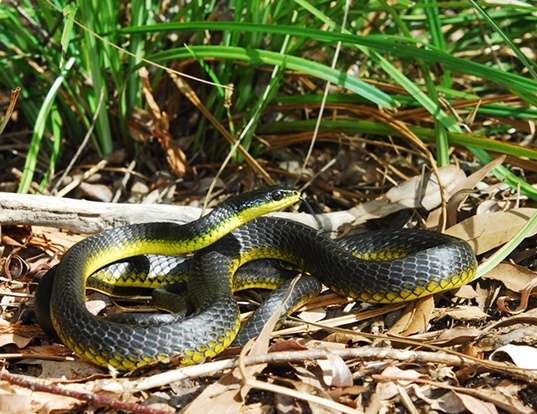 YELLOW-TAILED CRIBO LIFE EXPECTANCY