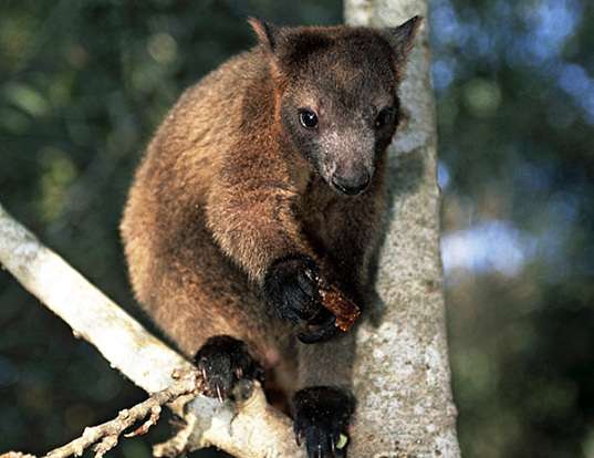 BENNETT'S TREE KANGAROO LIFE EXPECTANCY