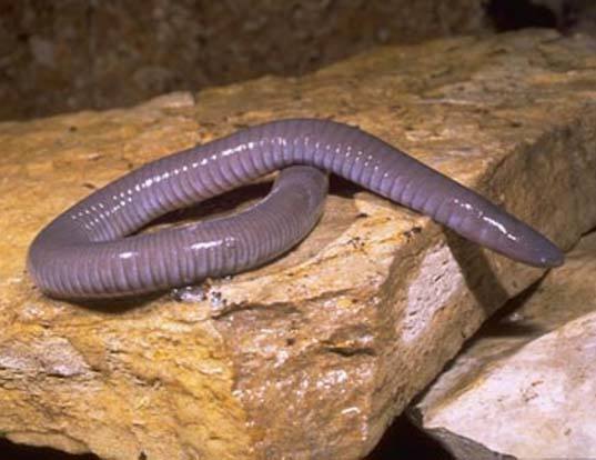 MEXICAN CAECILIAN LIFE EXPECTANCY