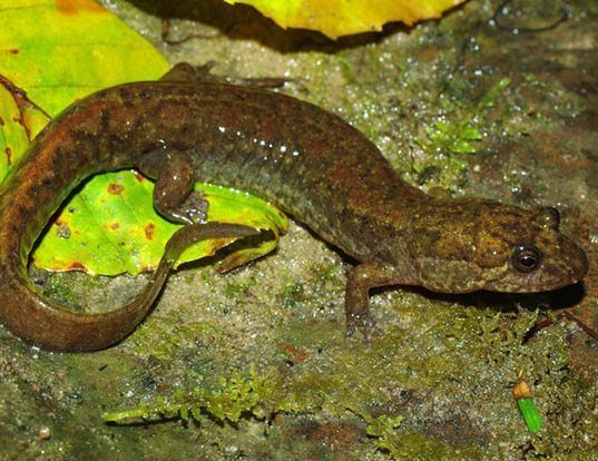 LONG-TAILED CLAWED SALAMANDER LIFE EXPECTANCY