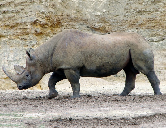 BLACK RHINOCEROS LIFE EXPECTANCY