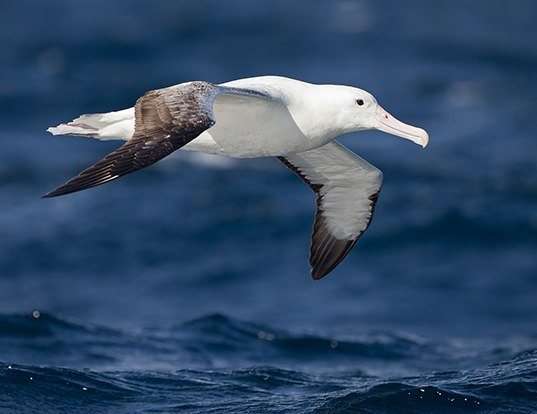 ROYAL ALBATROSS LIFE EXPECTANCY