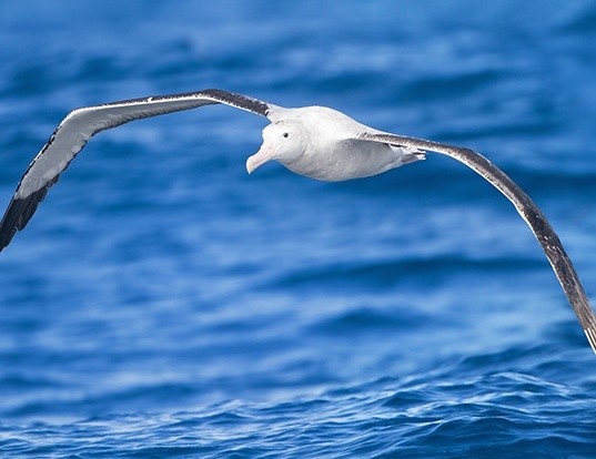 WANDERING ALBATROSS LIFE EXPECTANCY