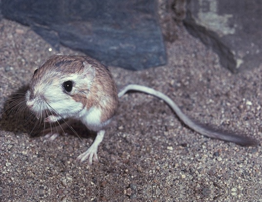 Chisel Toothed Kangaroo Rat Life Expectancy