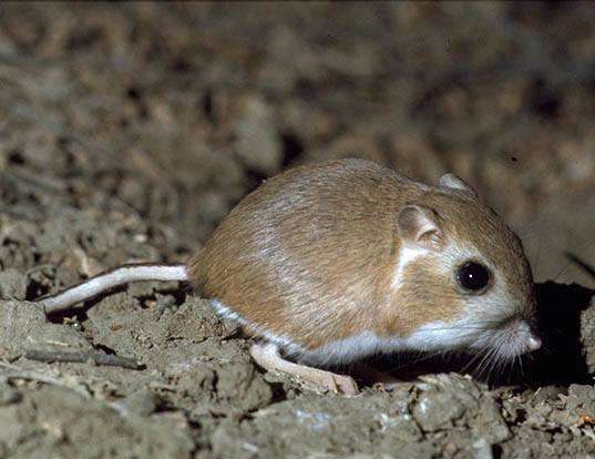 LESSER CANE RAT LIFE EXPECTANCY