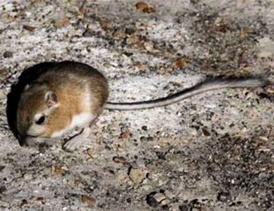 HUALLAGA SPINY RAT LIFE EXPECTANCY