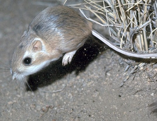 Desert Kangaroo Rat Life Expectancy