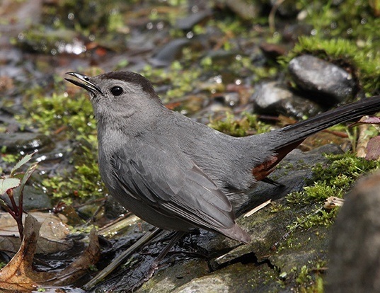 Gray Catbird Life Expectancy