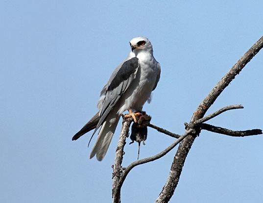 WHITE-TAILED KITE LIFE EXPECTANCY