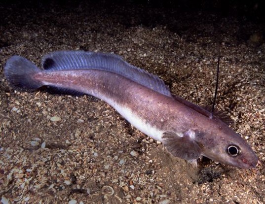 wolf eel scientific name