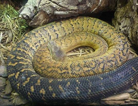 ROSY BOA LIFE EXPECTANCY