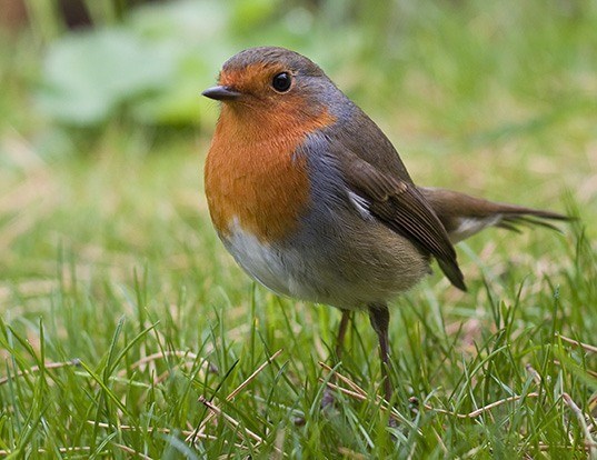 American Robin Life Expectancy