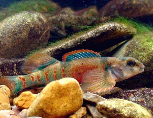 VARIEGATE DARTER LIFE EXPECTANCY