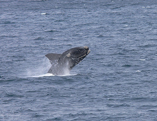 BOWHEAD WHALE LIFE EXPECTANCY