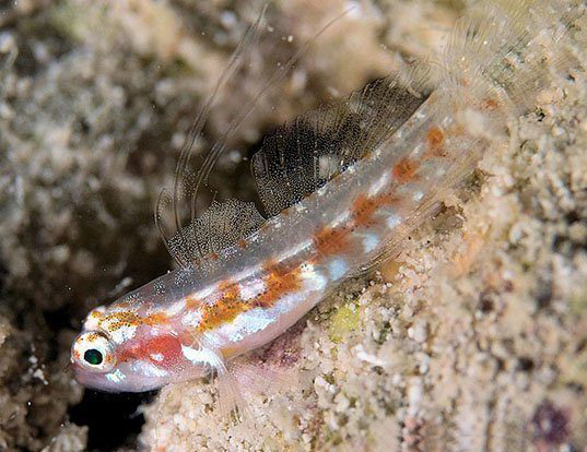 LEOPARD-SPOTTED GOBY LIFE EXPECTANCY