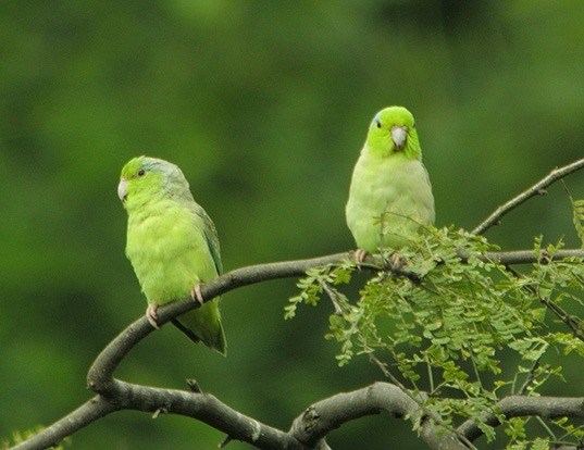 PACIFIC PARROTLET LIFE EXPECTANCY