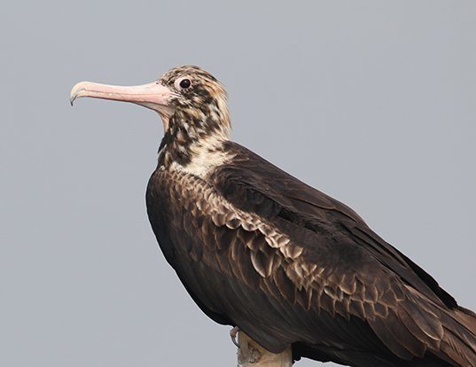 Magnificent Frigatebird Life Expectancy